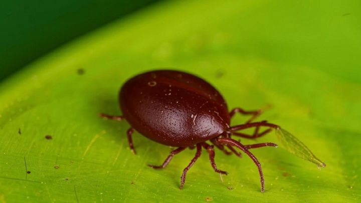 Беседа о клещевом энцефалите в Кильдюшевской школе