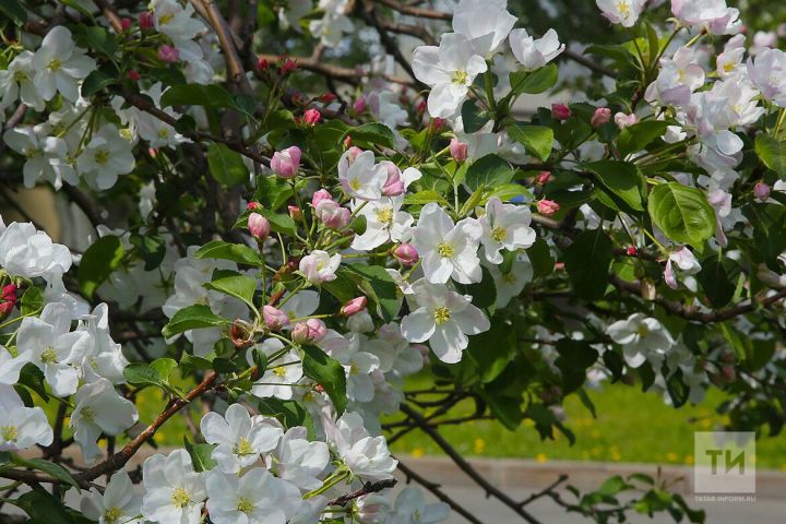 Какая погода ожидается 13 мая в Тетюшском районе