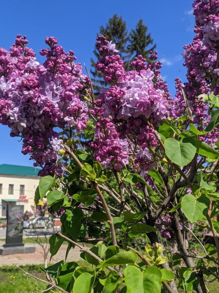 Что расскажут звезды и природа 20 мая: старинные приметы откроют секрет