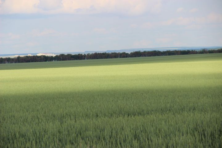 Специалисты «Росельхозцентра» Татарстана обнаружили вредителей на посевах яровых культур