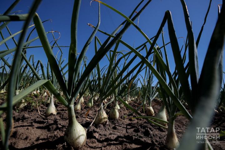 Уникальная подкормка против пожелтения лука и чеснока