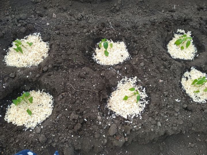 Высадка перцев в открытый грунт