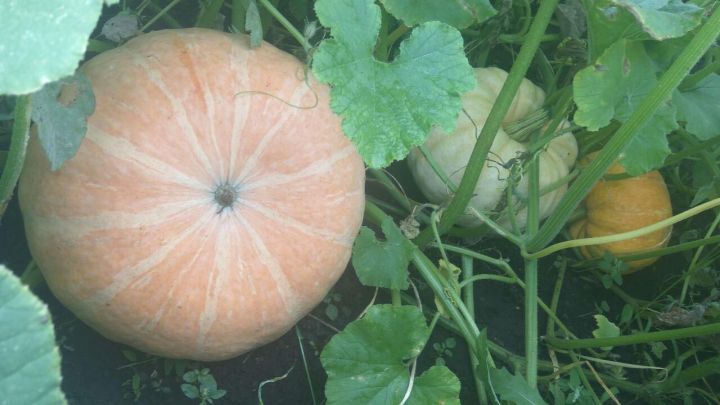 Выращивание тыквы: польза, уход и рецепты