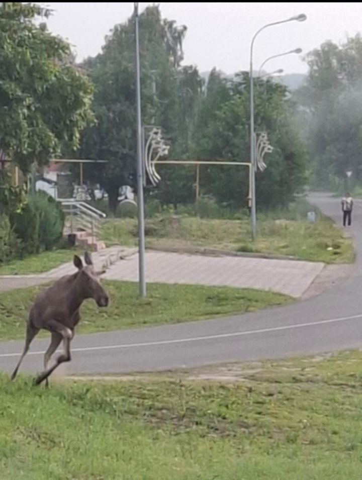 В Тетюшах утром замечен дикий лось — подробности инцидента