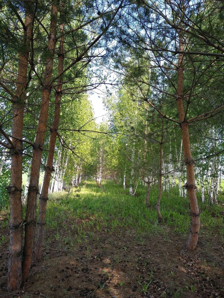 Ограничено посещение лесов Татарстана