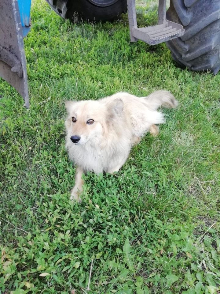 Тәтеш муниципаль районы территориясендә хуҗасыз этләрне аулау буенча чаралар уздырыла