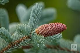 Татарстан возглавил рейтинг участников нацпроекта «Экологическое благополучие»