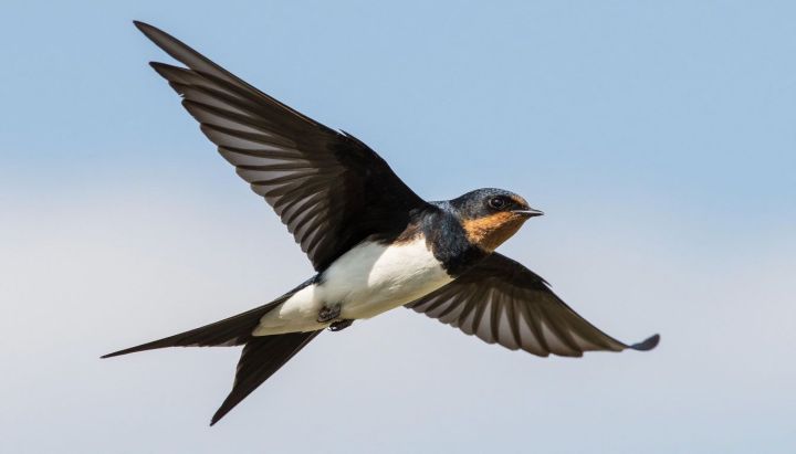 «Блокадная ласточка»: дошкольники Тетюшского района присоединились к акции