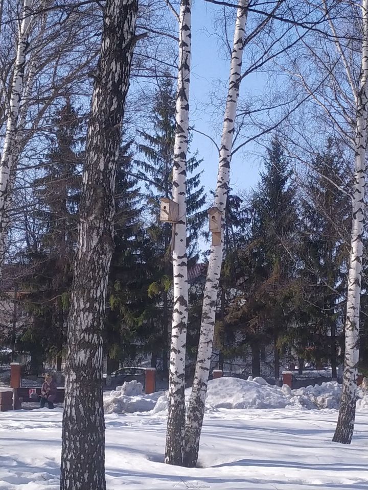 В Тетюшах школьники строят домики для птиц