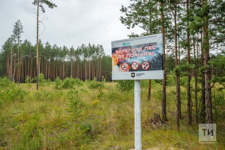 224 возгорания ликвидировано у границ лесного фонда в республике с начала года